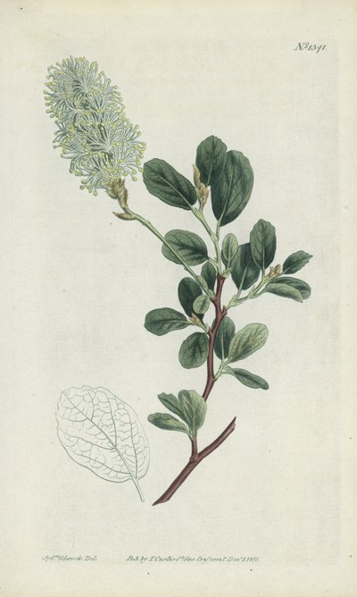 Botanische gravure door Sydenham Teast Edwards